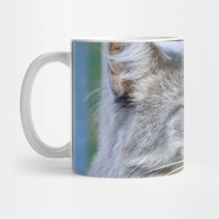 Maine Coon Blue / Swiss Artwork Photography Mug